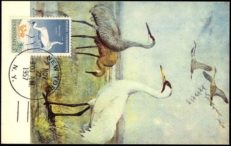 1098 NIM Tulane; PPC; New York, NY; Wildlife Conservation / Whooping Crane