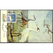 1098 NIM Tulane; PPC; New York, NY; Wildlife Conservation / Whooping Crane