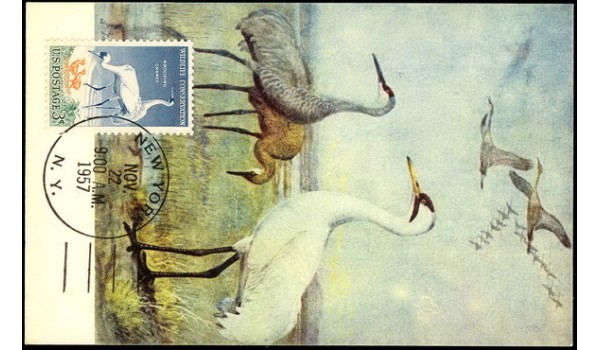 1098 NIM Tulane; PPC; New York, NY; Wildlife Conservation / Whooping Crane
